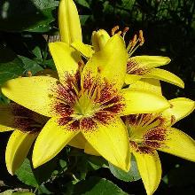 ЛИЛИЯ ТАСМАНИЯ АЗИАТСКИЙ ГИБРИД 2шт-пакет