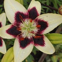 ЛИЛИЯ ПАТРИЦИЯ ПРАЙД АЗИАТСКИЙ ГИБРИД 2шт-пакет