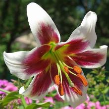 ЛИЛИЯ РОБЕРТ ГРИЗБАХ ОТ-ГИБРИД 2шт-пакет