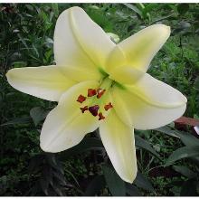 ЛИЛИЯ ТАРРАГОНА ОТ-ГИБРИД 2шт-пакет