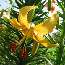 ЛИЛИЯ ПИЧ БАТЕРФЛАЙ ТИГРОВАЯ 2шт-пакет