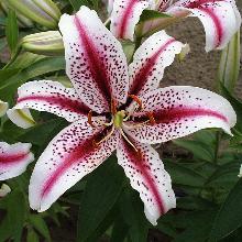 ЛИЛИЯ ДИЗЗИ ВОСТОЧНЫЙ ГИБРИД 2шт-пакет