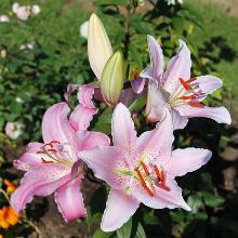 ЛИЛИЯ ЖОЗЕФИНА ВОСТОЧНЫЙ ГИБРИД 2шт-пакет