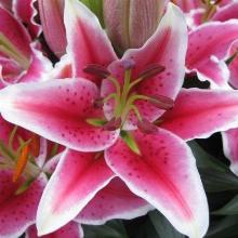 ЛИЛИЯ КУРЬЕ ВОСТОЧНЫЙ ГИБРИД 2шт-пакет