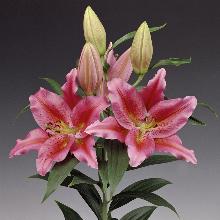 ЛИЛИЯ ЧИЛИ ВОСТОЧНЫЙ ГИБРИД 2шт-пакет