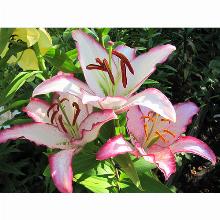 Нажмите чтобы увеличить изображение