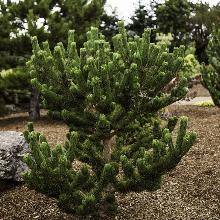 СОСНА ЧЕРНАЯ ЛАРИКО окс