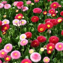 МАРГАРИТКА МНОГОЛЕТНЯЯ 3шт-карточка