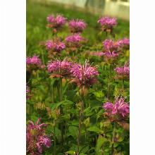 Нажмите чтобы увеличить изображение