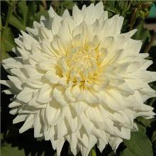 ГЕОРГИНА ХОКУЙУ карточка