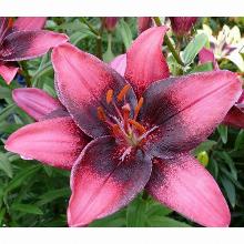 Нажмите чтобы увеличить изображение