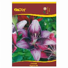 ЛИЛИЯ ПУРПЛ АЙ АЗИАТСКИЙ ГИБРИД 2шт-карточка