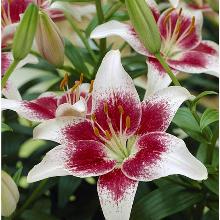 Нажмите чтобы увеличить изображение