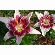 Нажмите чтобы увеличить изображение