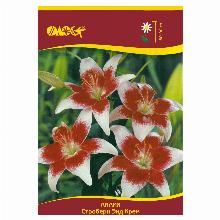 ЛИЛИЯ СТРОУБЕРИ ЭНД КРИМ АЗИАТСКИЙ ГИБРИД 2шт-карточка