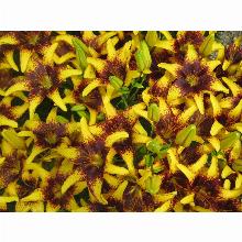 Нажмите чтобы увеличить изображение