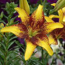 Нажмите чтобы увеличить изображение