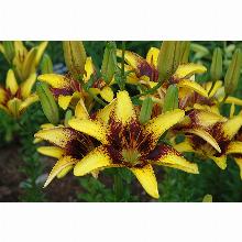 Нажмите чтобы увеличить изображение