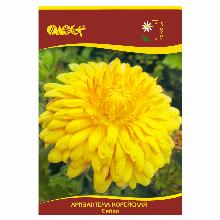 ХРИЗАНТЕМА КОРЕЙСКАЯ СЯЙВО карточка