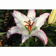 Нажмите чтобы увеличить изображение