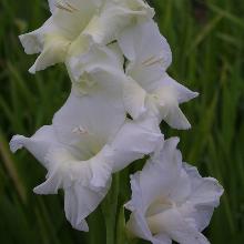 ГЛАДИОЛУС СВЕТЛАНА 3шт-пакет