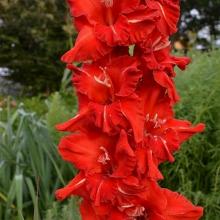 ГЛАДИОЛУС КРАСНЫЙ ДЕСАНТ 3шт-пакет
