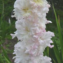 ГЛАДИОЛУС ВЯТСКИЕ КРУЖЕВА пакет