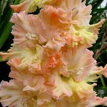 ГЛАДИОЛУС ВЕЛИКАЯ КНЯГИНЯ ЕЛИЗАВЕТА 3шт-пакет