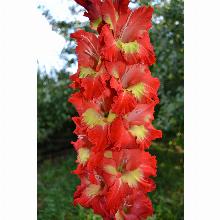 Нажмите чтобы увеличить изображение