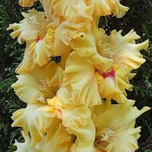 ГЛАДИОЛУС ПРАВОСЛАВНЫЙ ПРАЗДНИК 1шт-пакет 2-разбор