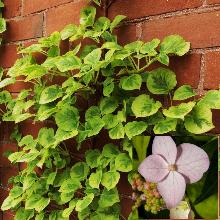 ГОРТЕНЗИЯ ЧЕРЕШКОВАЯ МИРАНДА горшок-p9