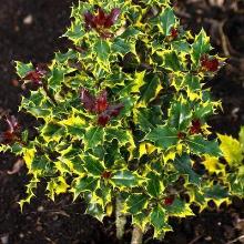 ПАДУБ ОСТРОЛИСТНЫЙ РЕД ТИПС горшок-p9