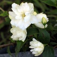 ЧУБУШНИК СНОУФЛЕЙК горшок-p9