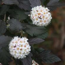 ПУЗЫРЕПЛОДНИК КАЛИНОЛИСТНЫЙ ДИАБЛ Д-ОР горшок-p9