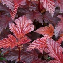 Нажмите чтобы увеличить изображение