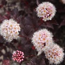 ПУЗЫРЕПЛОДНИК КАЛИНОЛИСТНЫЙ ЛЕДИ ИН РЕД горшок-с1