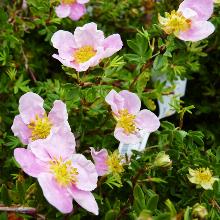 ЛАПЧАТКА ПИНК КУИН горшок-p9