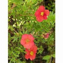 Нажмите чтобы увеличить изображение