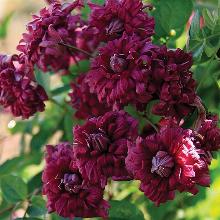 КЛЕМАТИС ПУРПУРЕА ПЛЕНА ЭЛЕГАНС карточка