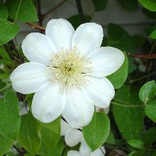 КЛЕМАТИС ГУЭНСИ КРЕМ горшок-p9