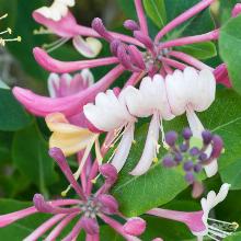 ЖИМОЛОСТЬ КАПРИФОЛЬ ДАРТС ВОГД горшок-с1