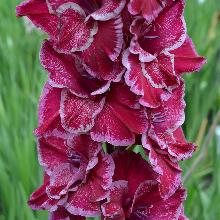 ГЛАДИОЛУС ИРЖИ ВАЦЛАВИК 3шт-пакет