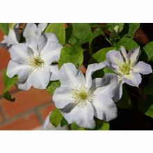 Нажмите чтобы увеличить изображение