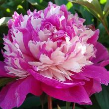 ПИОН СЕЛЕБРИТИ пакет