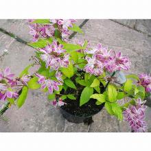 Нажмите чтобы увеличить изображение