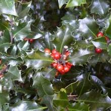 ПАДУБ ОСТРОЛИСТНЫЙ БЛУ ЭНДЖЕЛ горшок-с2