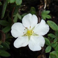 ЛАПЧАТКА МАНЧУ горшок-с2