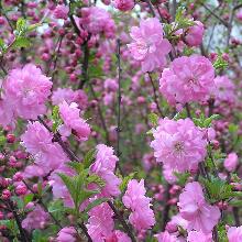 МИНДАЛЬ ТРЕХЛОПАСТНОЙ горшок-с5