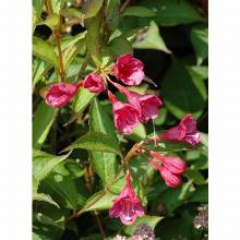 Нажмите чтобы увеличить изображение