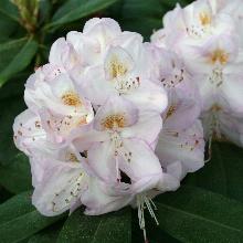 РОДОДЕНДРОН ГОММЕР ВАТЕРЕР горшок-с7,5